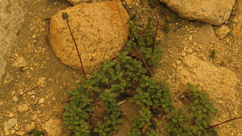 Acaena leptacantha photo 2