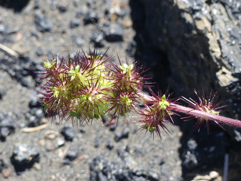Acaena leptacantha photo 3