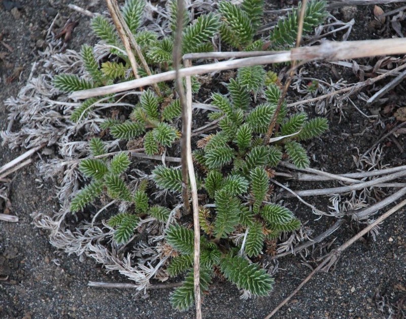 Acaena leptacantha photo 4