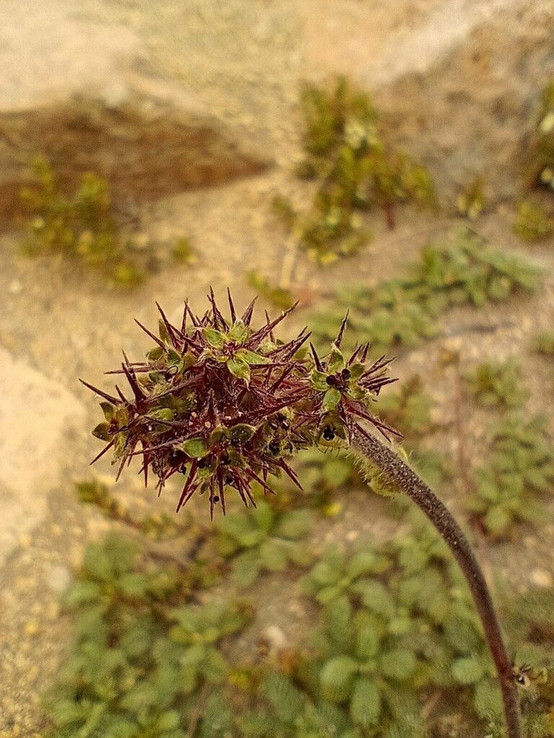 Acaena leptacantha photo 5
