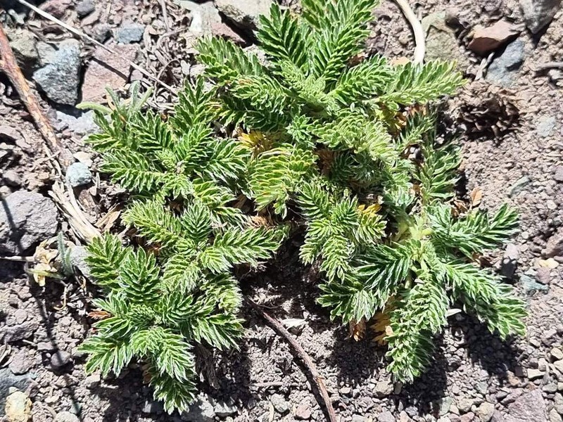 Acaena leptacantha photo 6