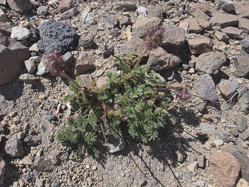 Acaena leptacantha photo 7