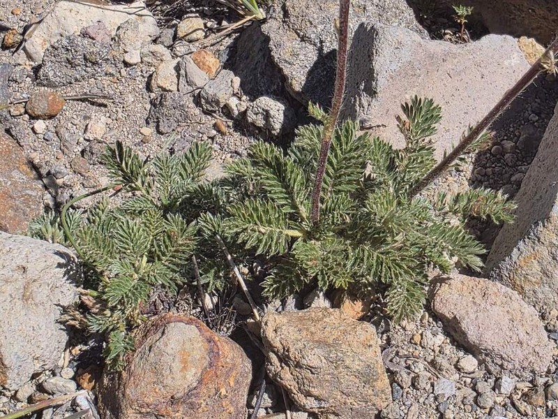 Acaena leptacantha photo 8