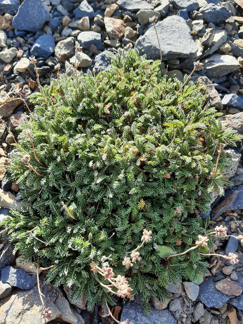 Acaena lucida photo 2