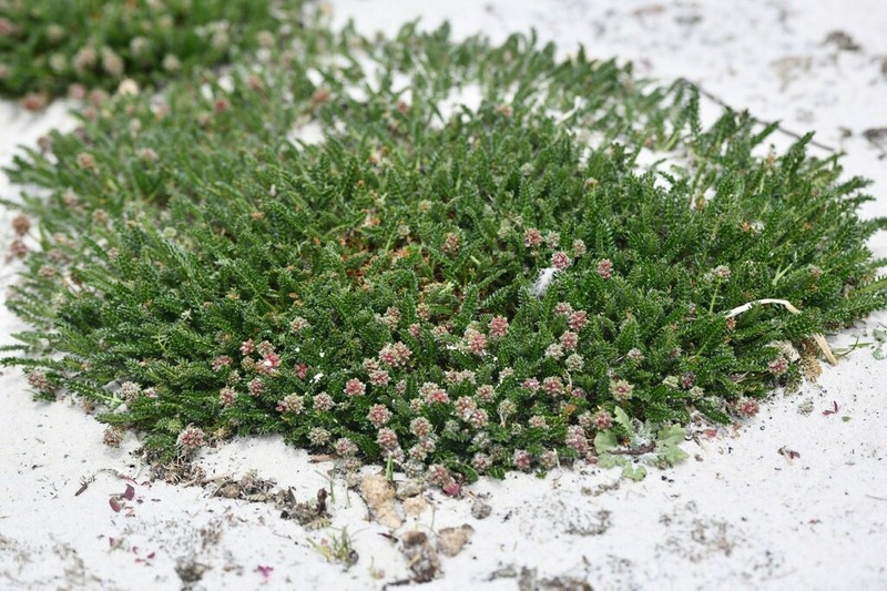 Acaena lucida photo 3
