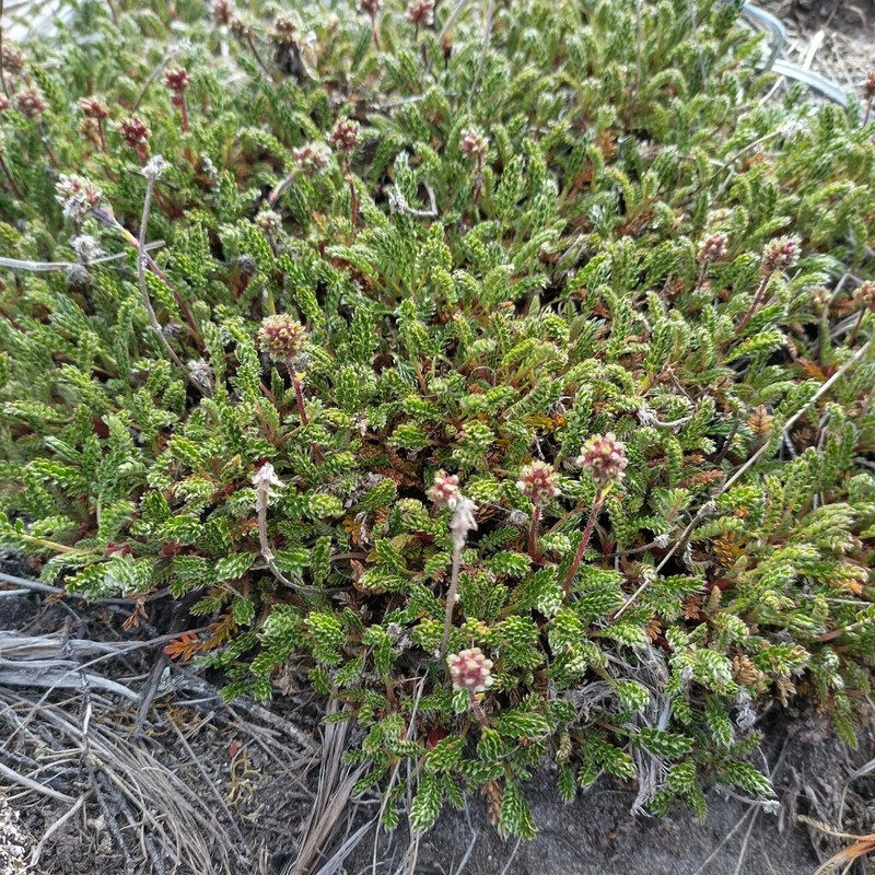 Acaena lucida photo 4