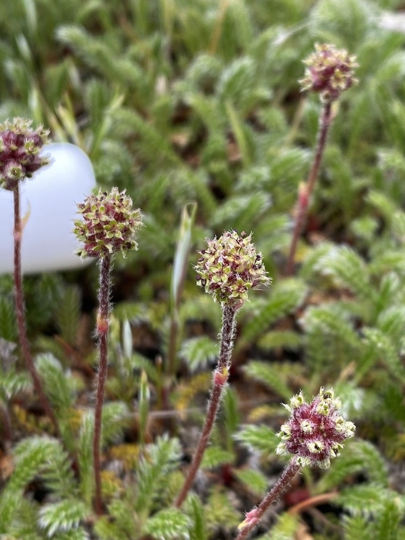 Acaena lucida photo 5