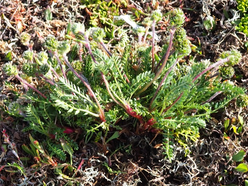 Acaena lucida photo 6