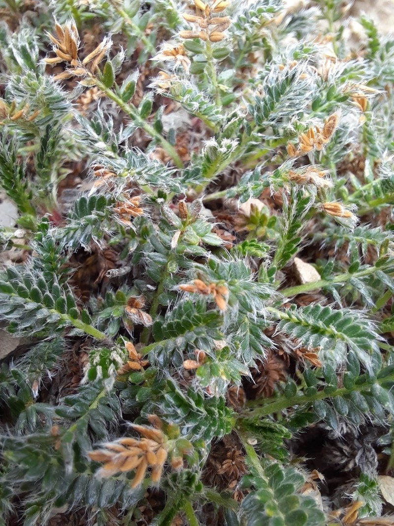 Acaena lucida photo 7