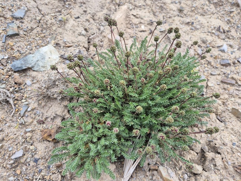 Acaena lucida photo 8
