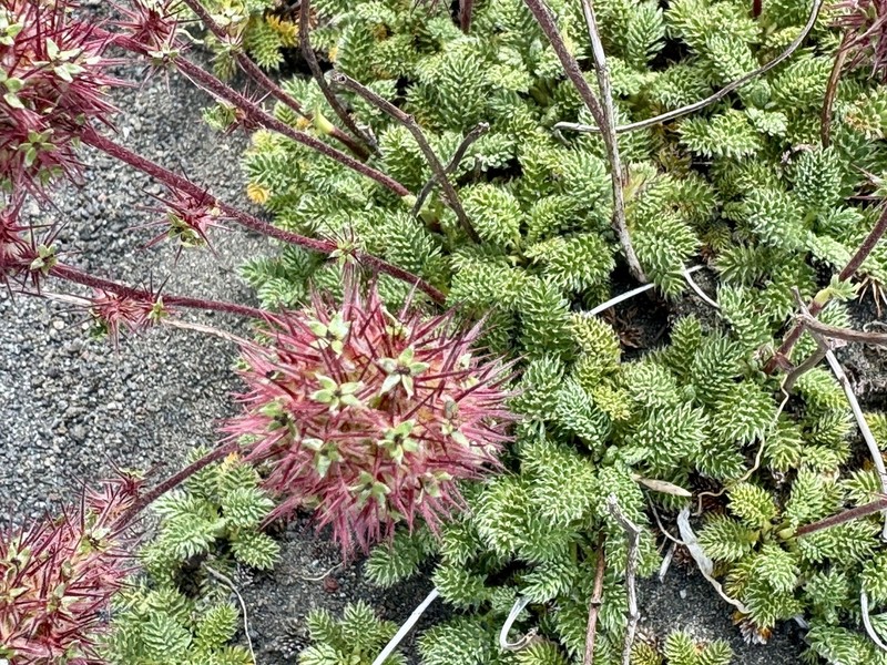 Acaena macrocephala photo 3