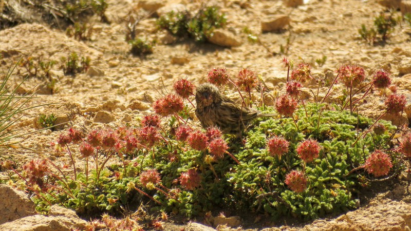 Acaena macrocephala photo 4