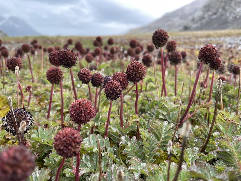 Acaena magellanica photo 3
