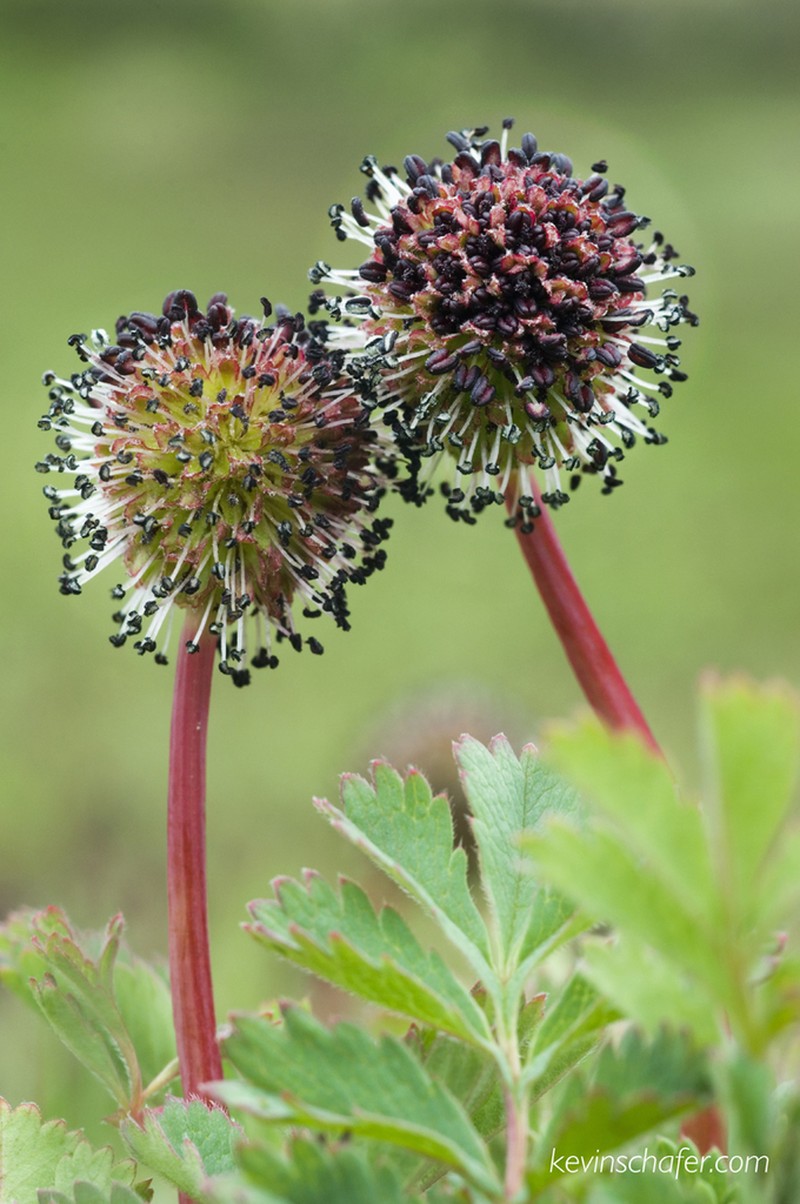 Acaena magellanica photo 4