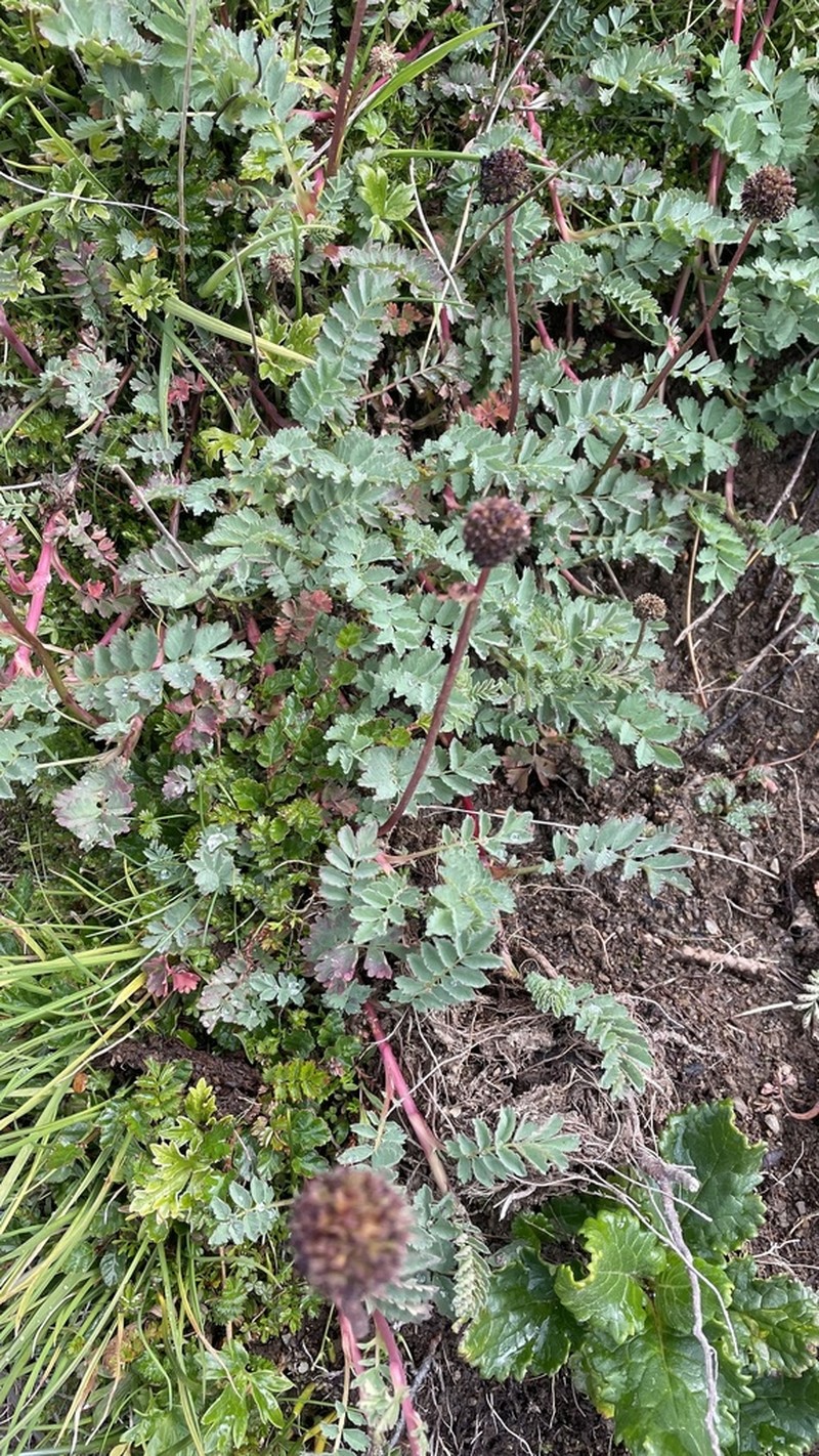 Acaena magellanica photo 5