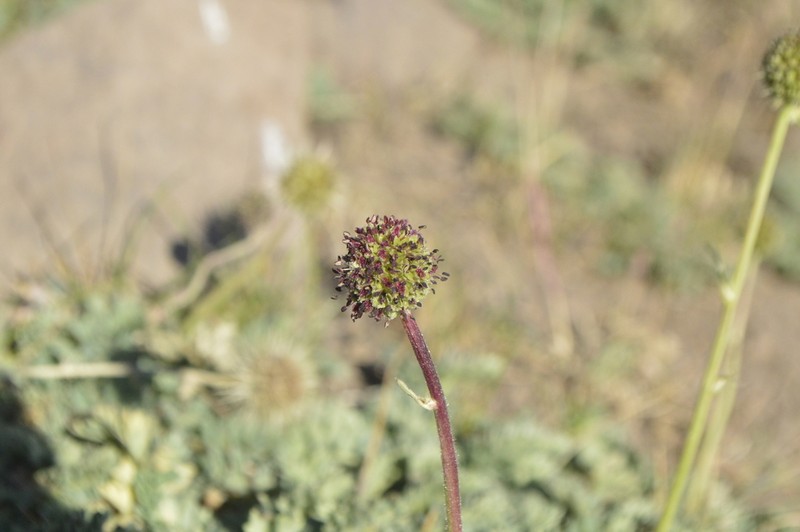 Acaena magellanica photo 6