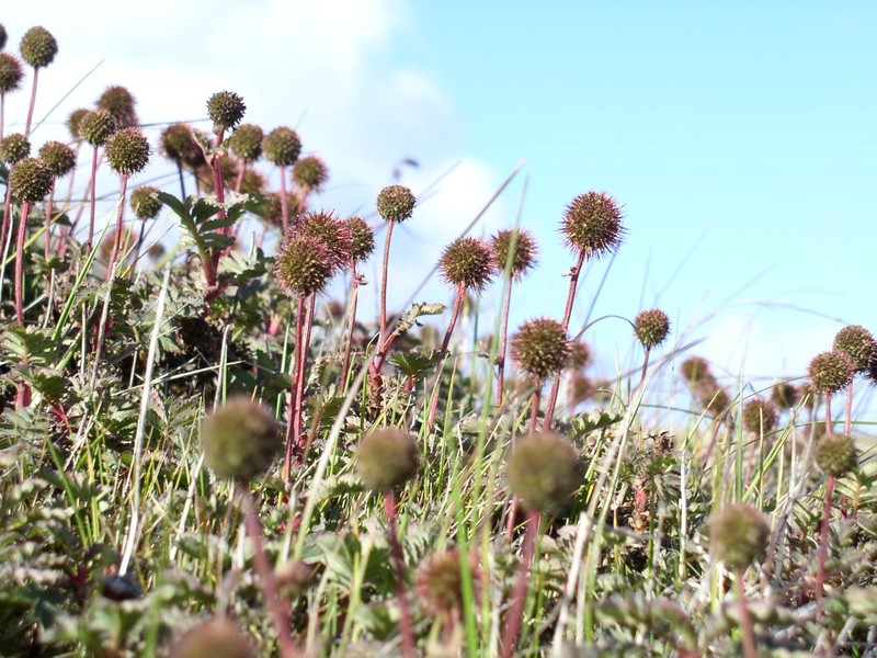 Acaena magellanica photo 7