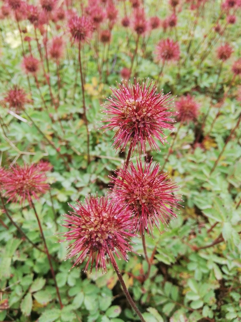 Acaena magellanica photo 8