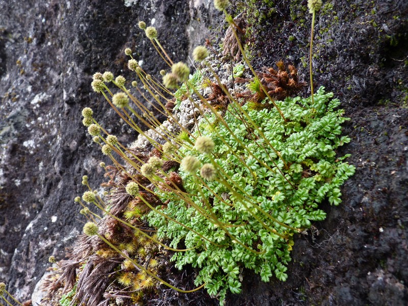 Acaena masafuerana photo 4