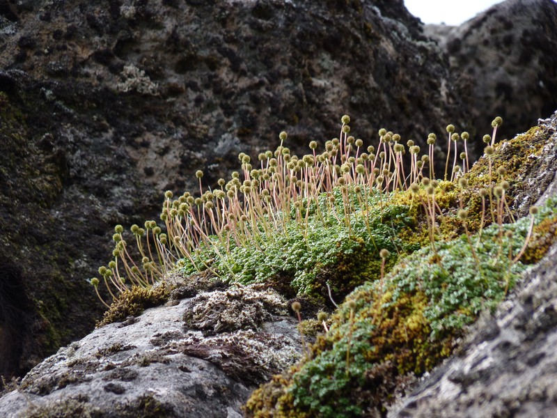 Acaena masafuerana photo 4