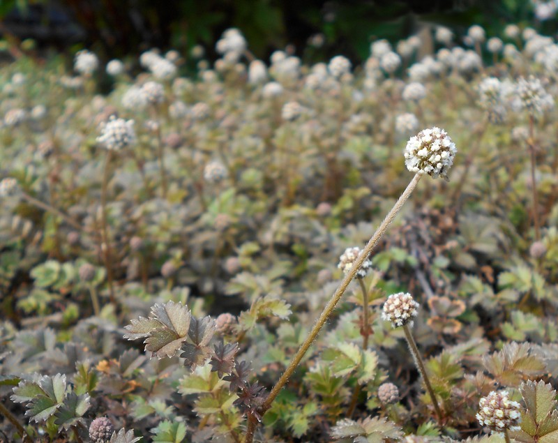 Acaena microphylla