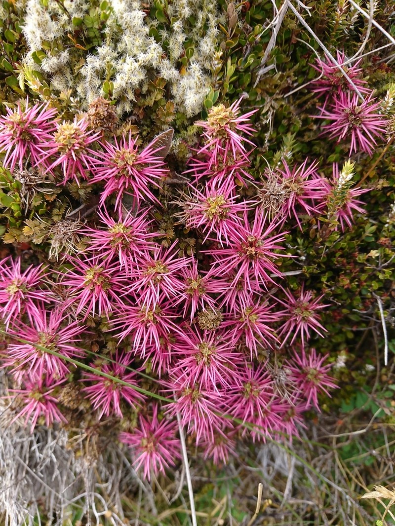 Acaena microphylla photo 2