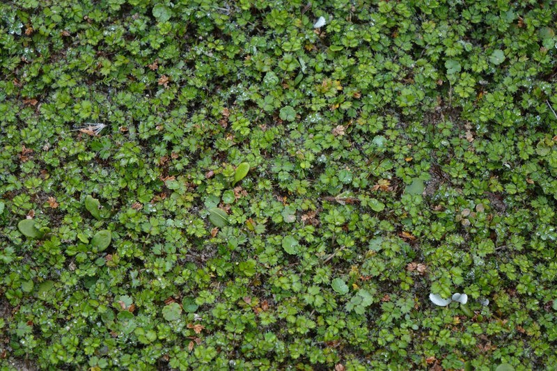 Acaena microphylla photo 3