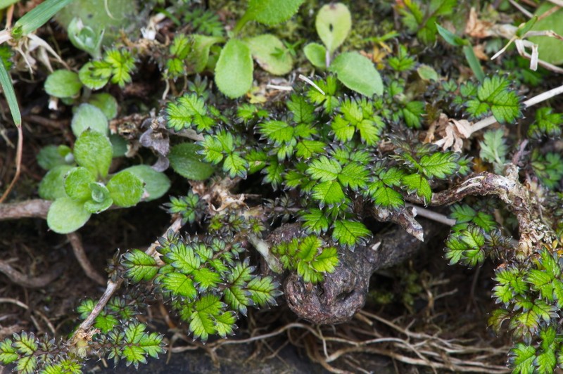 Acaena microphylla photo 4