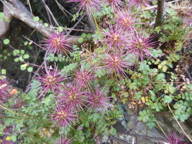 Acaena microphylla photo 5