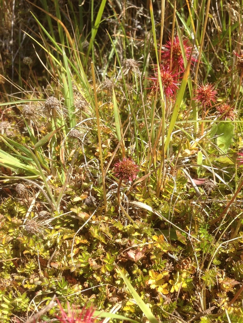 Acaena microphylla photo 6