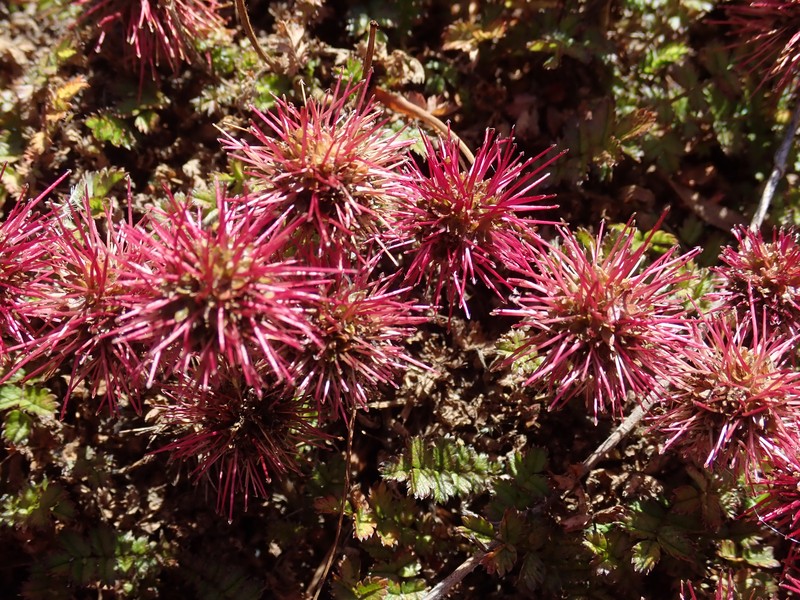 Acaena microphylla photo 7