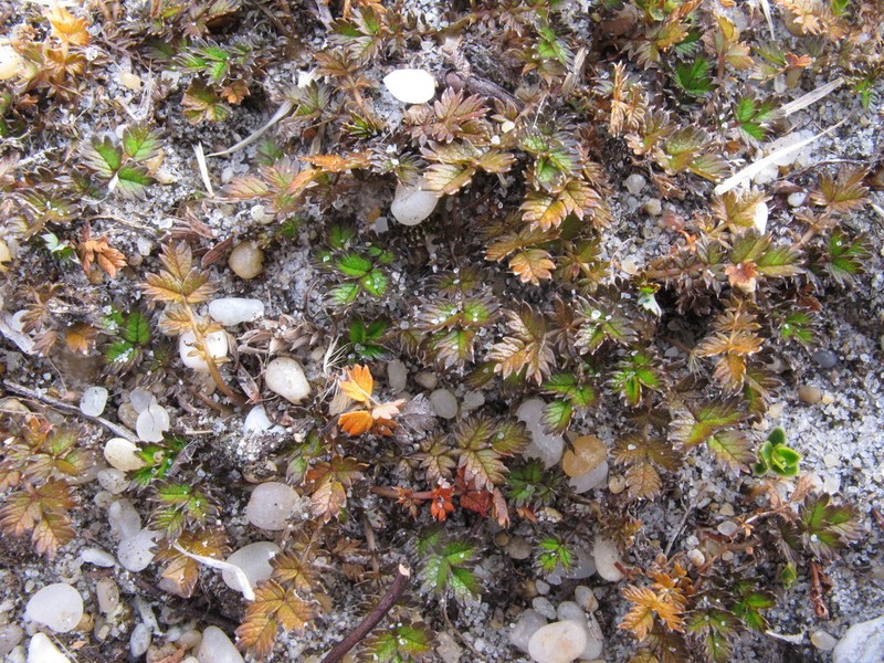 Acaena microphylla photo 8