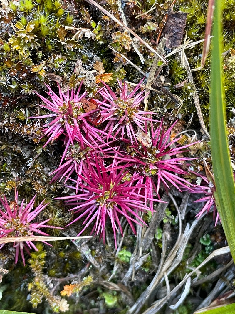 Acaena microphylla var. microphylla photo 2