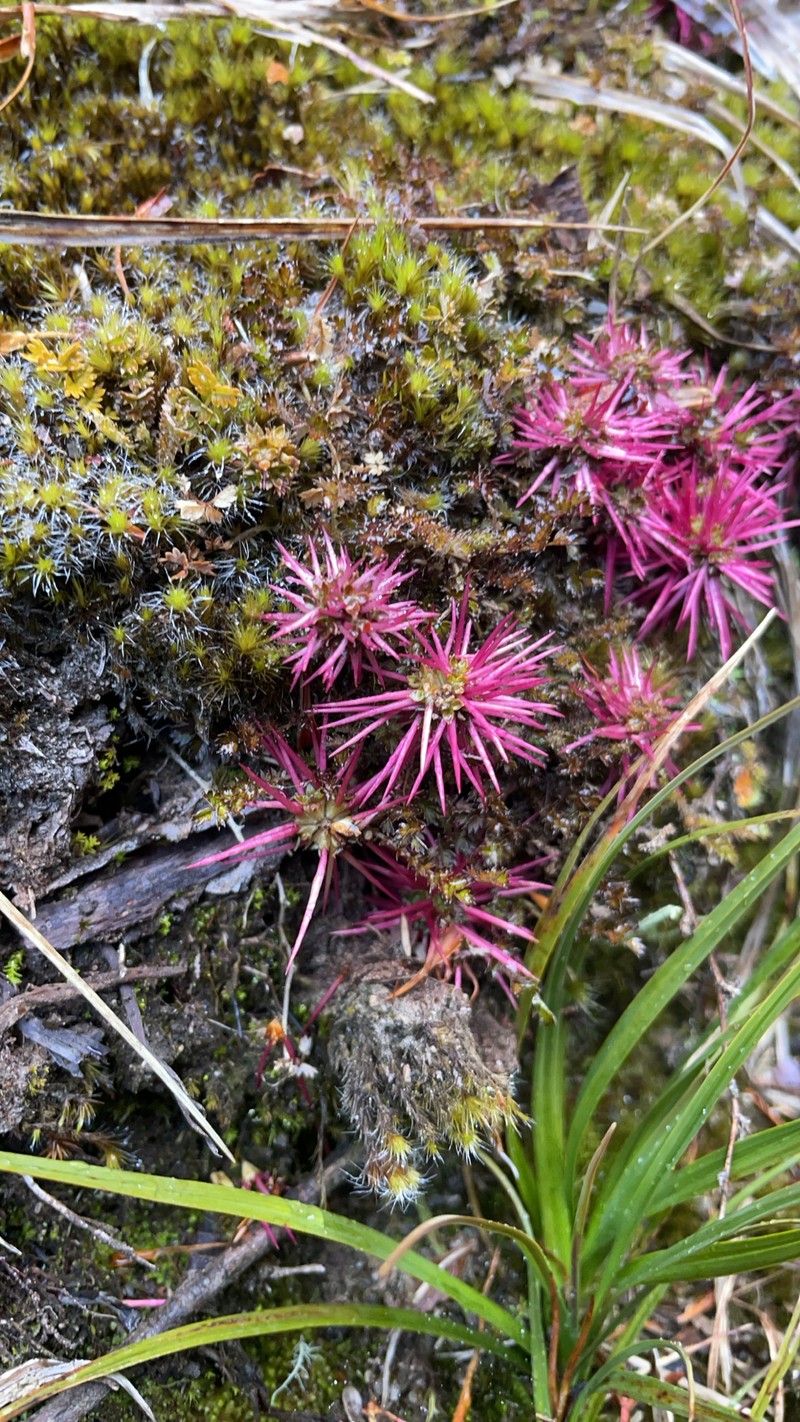 Acaena microphylla var. microphylla photo 3