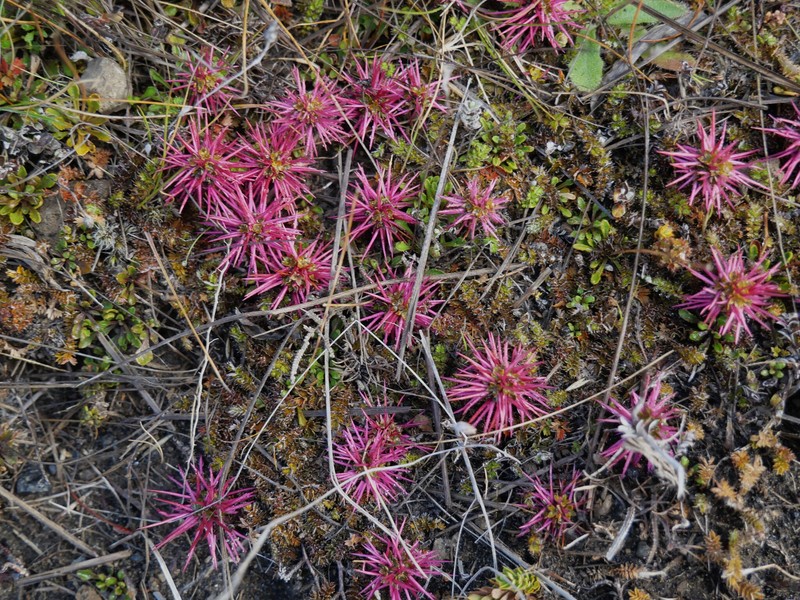 Acaena microphylla var. microphylla photo 4