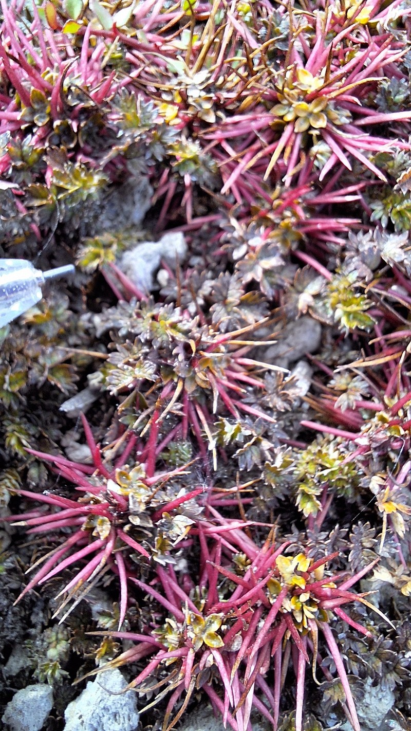 Acaena microphylla var. microphylla