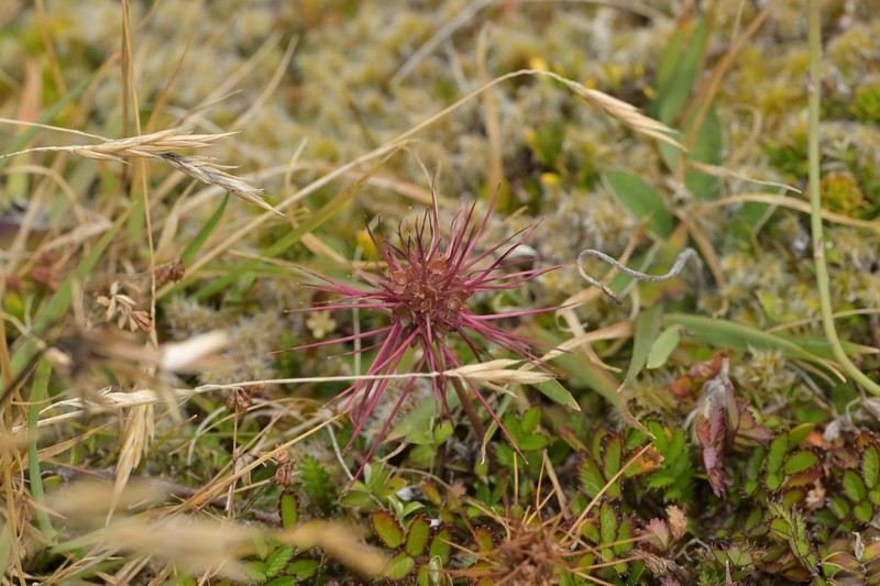 Acaena microphylla var. pauciglochidiata photo 2