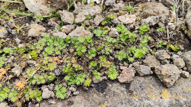 Acaena microphylla var. pauciglochidiata photo 3