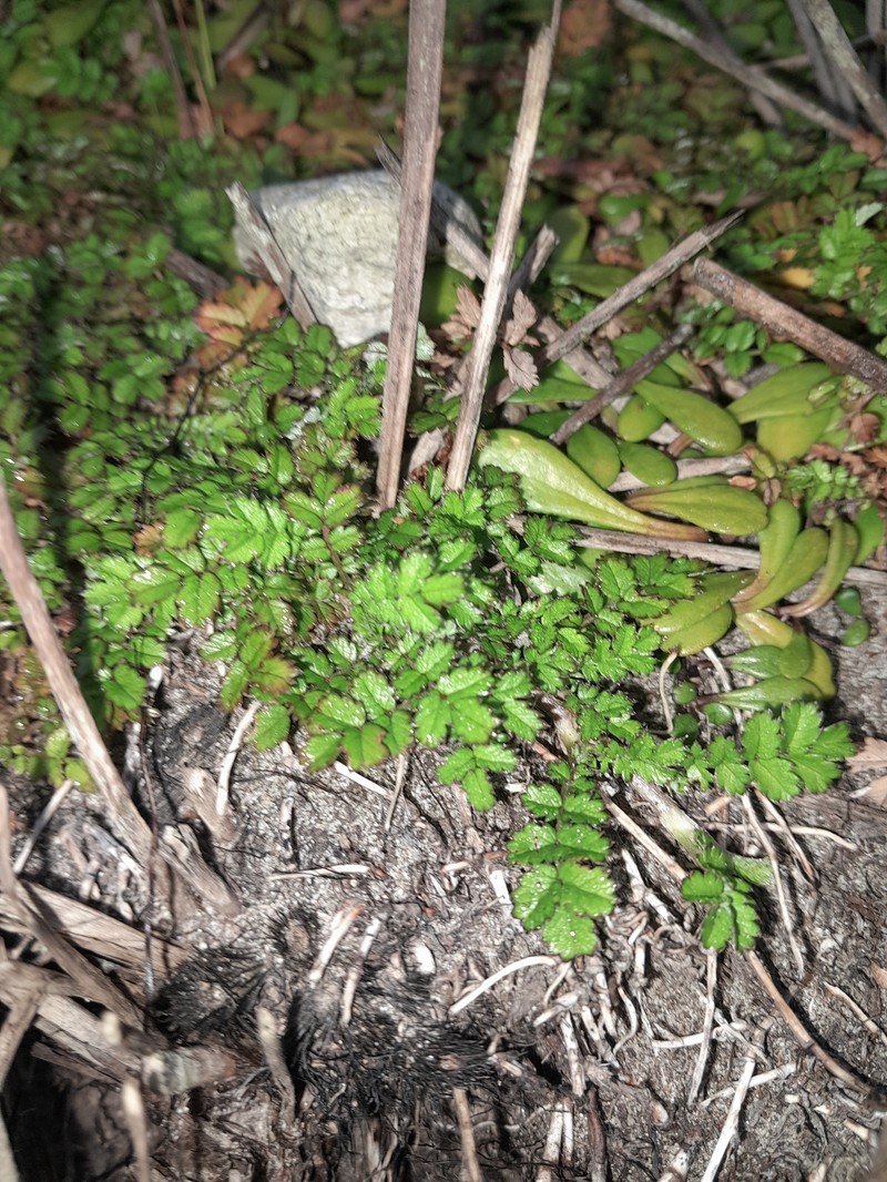 Acaena microphylla var. pauciglochidiata photo 4
