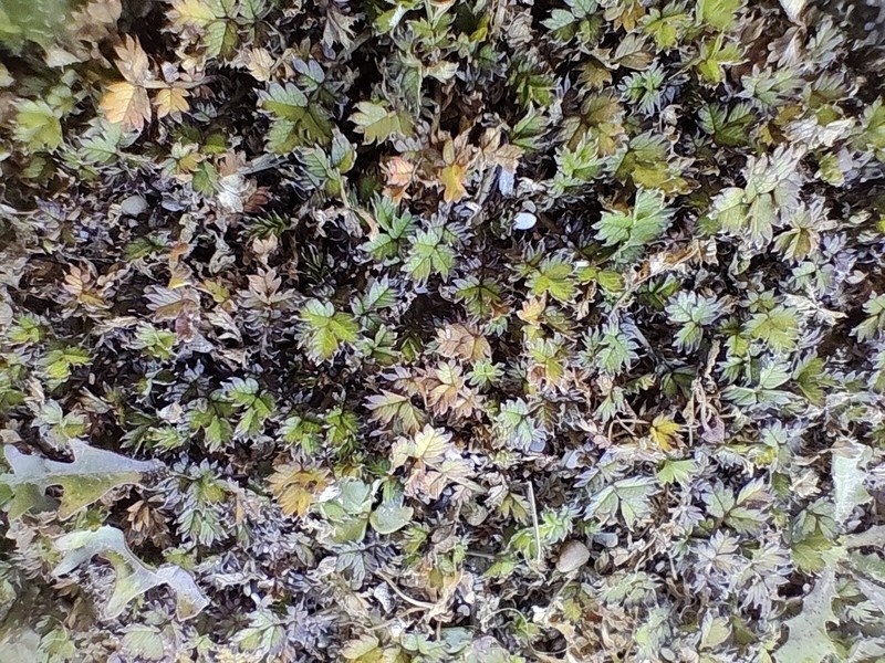 Acaena microphylla var. pauciglochidiata