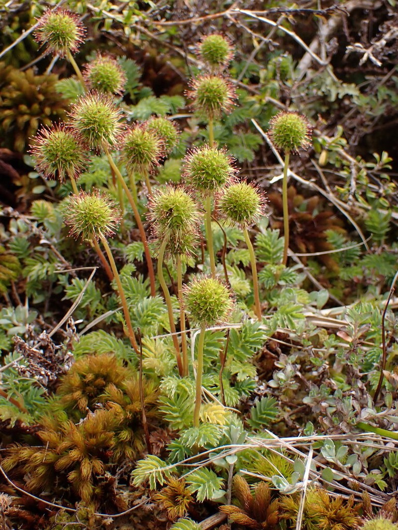 Acaena minor photo 2