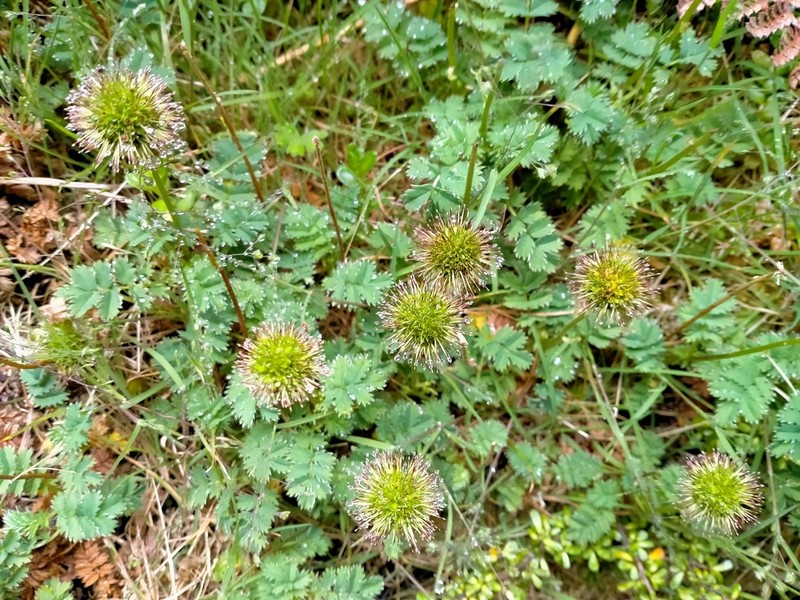 Acaena minor photo 3
