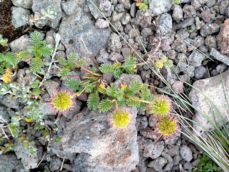 Acaena minor photo 4