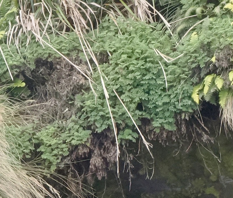 Acaena minor photo 6