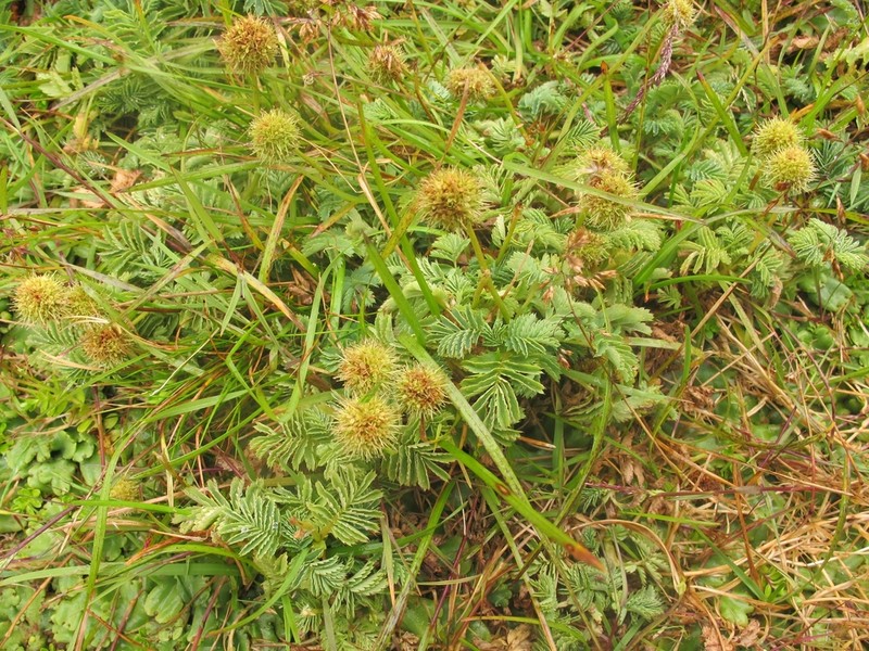 Acaena minor photo 7