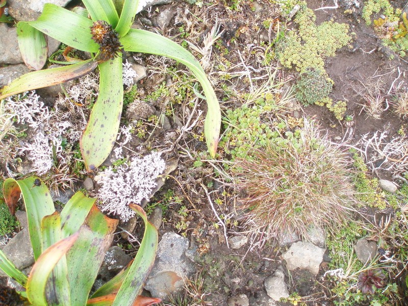 Acaena minor photo 8