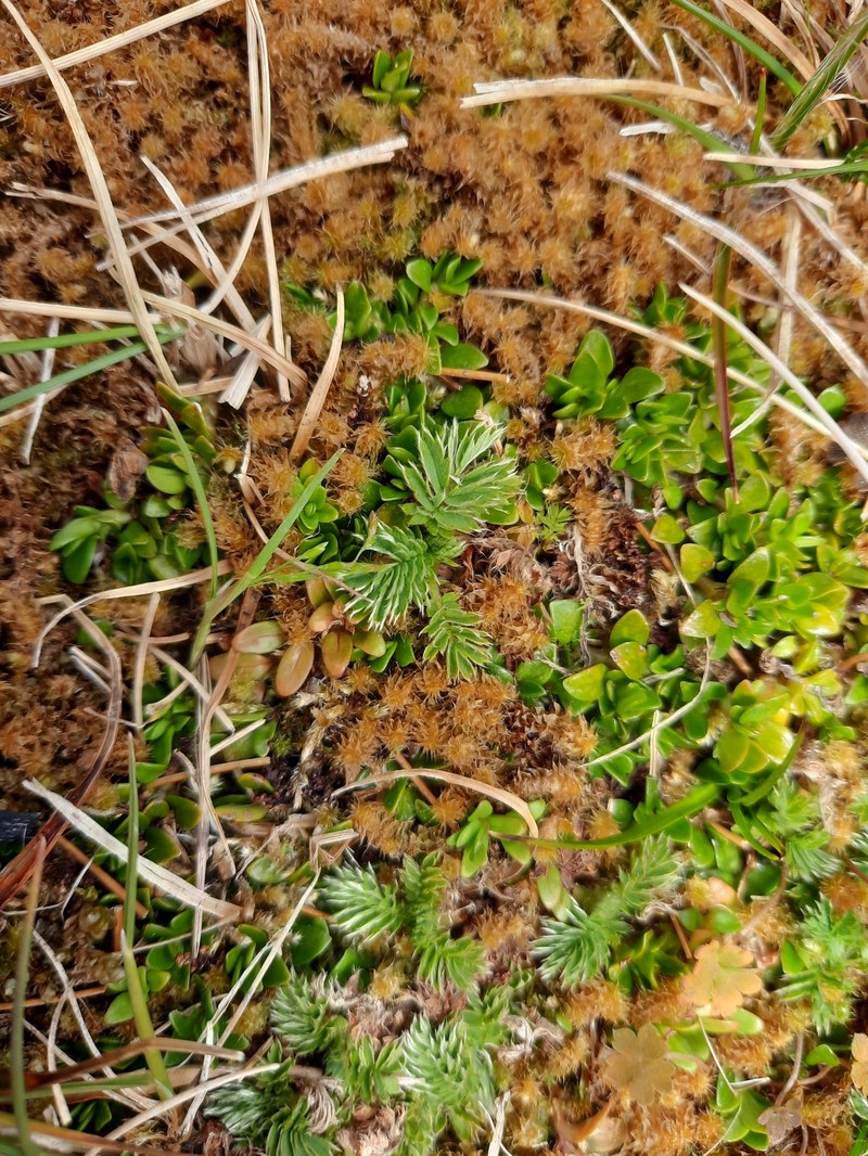 Acaena minor var. antarctica photo 2
