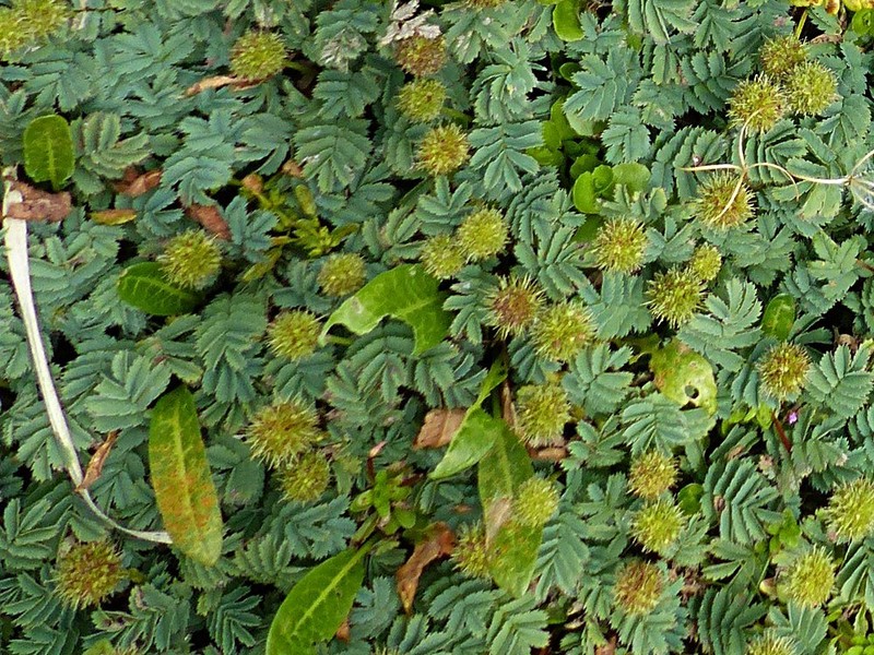 Acaena minor var. antarctica photo 3