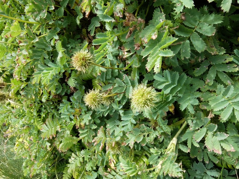 Acaena minor var. antarctica photo 4