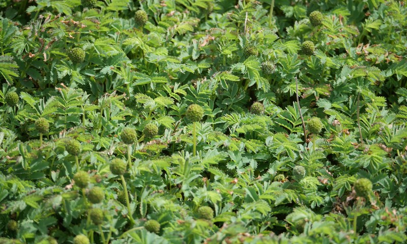 Acaena minor var. antarctica